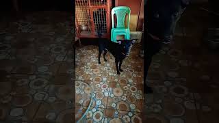 Roady boy subscribe doglover viralvideo [upl. by Cranford]