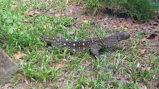 Crocodile Monitor  Singapore Zoo [upl. by Gardas]