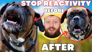 How To Fix Reactive Dog In 3 Simple Steps [upl. by Anircam809]