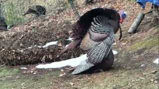 Wild Turkeys Mating March 25 2013 [upl. by Themis]