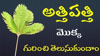 Athi pathi Plant Uses Telugu [upl. by Chlores]