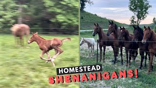 Baby Horse RUNS  A Visit With Our Homesteads Horse Herd [upl. by Neely]