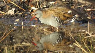 2018 11 17 Zwanenwater Waterral Rallus aquaticus [upl. by Hamrah466]