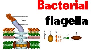 Bacterial flagella  structure and motility [upl. by Denise]