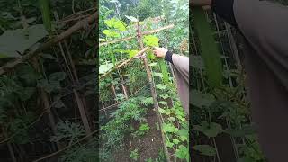 harvest timegardening eggplant garden organic vegetables [upl. by Garcia]