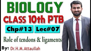 Role of tendons and ligaments  Chapter  13  Biology Class 10th  Lec 07 [upl. by Nelac]