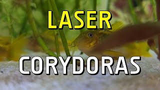 Meet the Orange Laser Corydoras A Stunning Aquarium Star No Talking [upl. by Ellebanna]