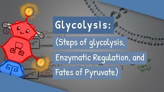 Glycolysis Steps of glycolysis Enzymatic Regulation and Fates of Pyruvate [upl. by Grannia]