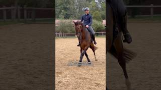 Lässt du dein Pferd von anderen reiten 🤔🐴 pferd horse equestrian pferde horses pferdeliebe [upl. by Corry]