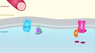 GPCR Scientific Animation [upl. by Cob]