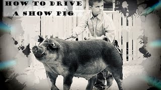 How to drive a show pig [upl. by Eemak814]