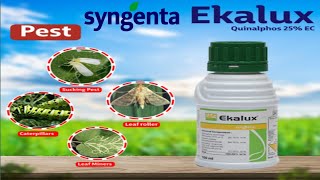 Ekalux Insecticide Syngenta Quinalphos 25 EC  Syngenta New Insecticide [upl. by Einhpad]