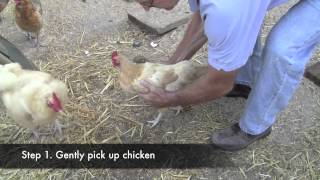 Poultry Newcastle Vaccination [upl. by Northrup806]