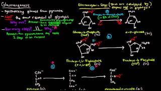 Gluconeogenesis Part 1 of 3  Intro and Steps [upl. by Tisbe442]