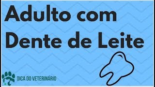 Cão adulto Ainda Com Dente de Leite Dente Ainda Não Caiu Quando Cai  Dica do Veterinário [upl. by Notluf]