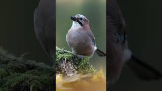 Осенняя сойка  Autumn Jay jaybird birds wildlife [upl. by Ylrebmek]