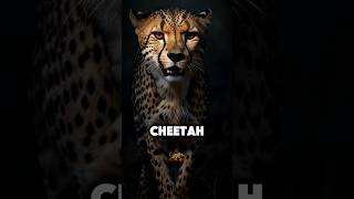 5 Fastest Land Animals On Earth animals animalfacts shorts top5 animalshorts cheetah [upl. by Mure]