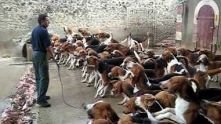 Crazy feeding frenzy with the hounds at Chateau Cheverny [upl. by Apollo419]