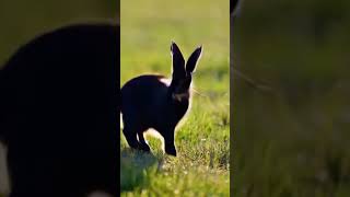 Black rabbit dancing [upl. by Stauder785]