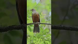 The rufous bellied thrush Turdus rufiventris [upl. by Yrojram]