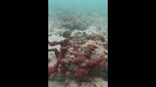 Surgeonfish nibbles among the coral🪸🐟🤿amazingfish scubalove scubadivingislife shorts diving [upl. by Carmine]