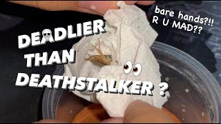 Unboxing DEADLIEST scorpion IN THE WORLD   No NOT DEATH STALKER  feeding [upl. by Licht]