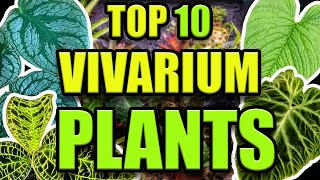 TOP 10 FAVORITE VIVARIUM PLANTS [upl. by Roswell]