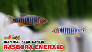 IKAN HIAS KECIL CANTIK RASBORA EMERALD  IKAN AQUASCAPE [upl. by Czarra]