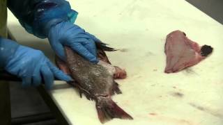 How to Fillet Rockfish or Snapper [upl. by Essirehs450]