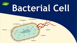 Structure and Function of Bacterial Cell  Microbiology  Basic Science Series [upl. by Einnoc289]