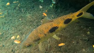 FLOATING in RIO DA PRATA BRAZIL FRESHWATER FISH LEPORINUS OBTUSIDENS PIAPARA [upl. by Reube]