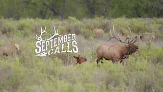 SEPTEMBER CALLS  We Love The Elk Rut [upl. by Etat154]