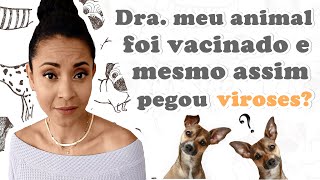 DRA MEU ANIMAL FOI VACINADO E MESMO ASSIM PEGOU VIROSES [upl. by Ahsart]