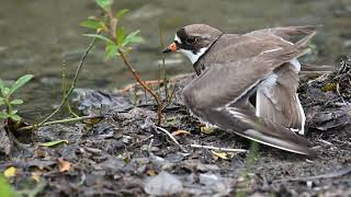 SemiPalmated Plover acting injured [upl. by Harding]