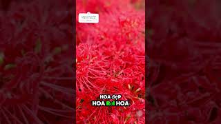 Bỉ ngạn hoa chill music lofi cover lyrics flowers sad shorts short shortvideo [upl. by Berey]