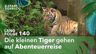 Auf den Pelz gerückt Langfolge 140  Elefant Tiger amp Co  ARD [upl. by Eulaliah401]