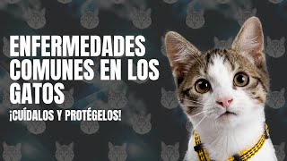 enfermedades Comunes en los gatos ¡Cuídalos y Protégelos [upl. by Ferna]