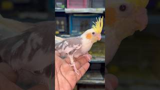 cockatiel bird hand feeding chicks available 8688044426 tamed birds trending shorts pets 🕊️🦜 [upl. by Einnaoj]