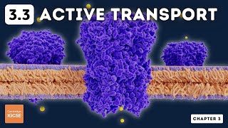 IGCSE Biology  Active Transport 33 [upl. by Nameerf]