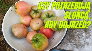 Czy niedojrzałe pomidory potrzebują słońca aby dojrzeć Gdzie najlepiej będą dojrzewały pomidory [upl. by Adine]