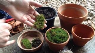 Growing Moss in Containers 🎍 [upl. by Celestyn]