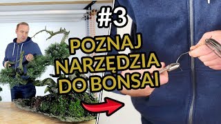 PRZYGOTOWANIE do STYLIZACJI drzewka BONSAI Ibuki 3 [upl. by Aneehsit396]