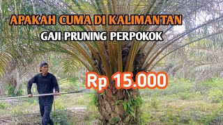 APAKAH CUMA DI KALIMANTAN GAJI TUKAN PRUNING SAWIT PERPOKOK 15000 rb [upl. by Yeo]