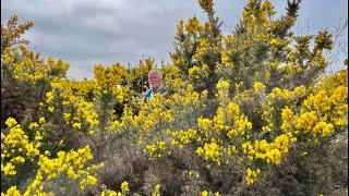 Furze or Gorse with John Feehan in May Wildflowers of Offaly series [upl. by Joane514]