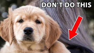 12 Things Golden Retrievers Hate That Humans Do [upl. by Mani]