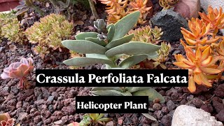 Crassula Perfoliata Falcata Helicopter Plant  24 Days of Cacti amp Succulents [upl. by Koah]