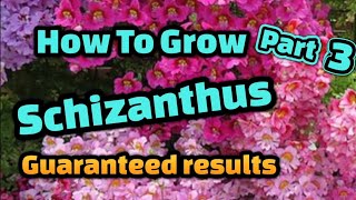 How to grow Poor Mans Orchid Schizanthus from seed Part 3 [upl. by Richter]