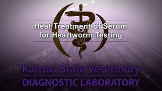 Heat Treatment for Heartworm Testing [upl. by Ollie]