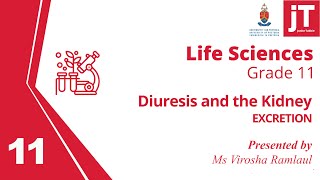 10 Gr 11 Life Sciences  Excretion  Study Skills  Diuresis and the Kidney [upl. by Nidak]