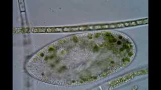 Paramecium bursaria organelles Micronucleus and Macronucleus identified [upl. by Klusek132]